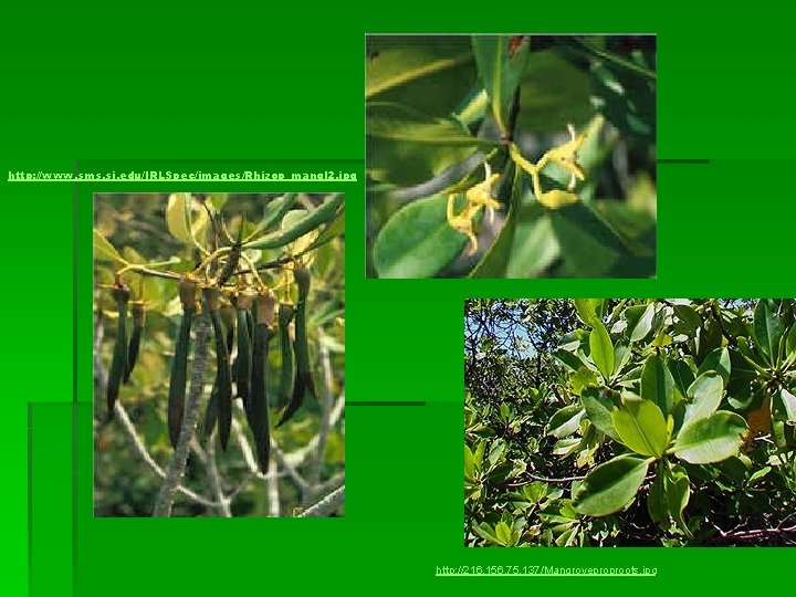 http: //www. sms. si. edu/IRLSpec/images/Rhizop_mangl 2. jpg http: //216. 156. 75. 137/Mangroveproproots. jpg 