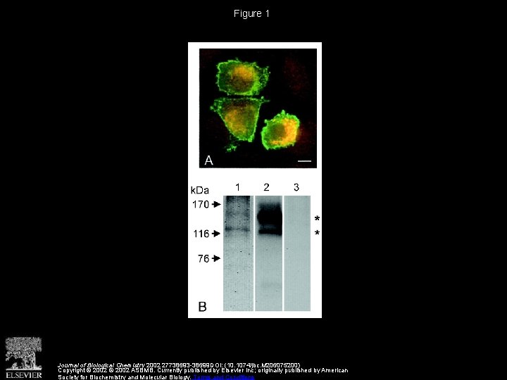 Figure 1 Journal of Biological Chemistry 2002 27738693 -38699 DOI: (10. 1074/jbc. M 206075200)