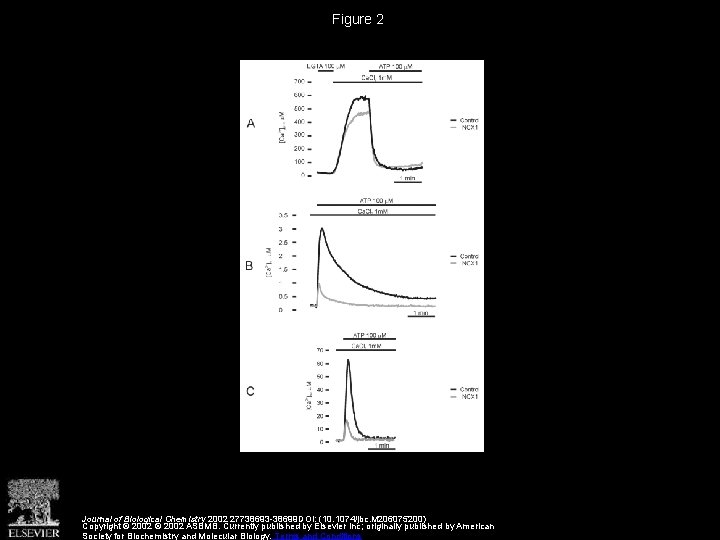 Figure 2 Journal of Biological Chemistry 2002 27738693 -38699 DOI: (10. 1074/jbc. M 206075200)