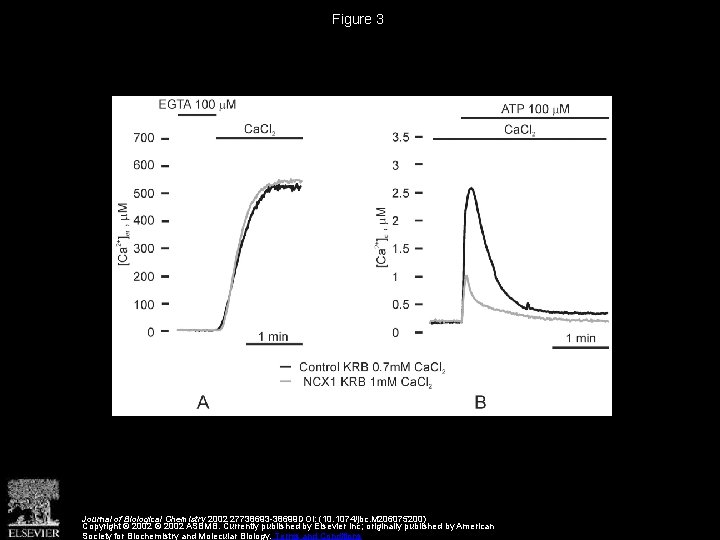 Figure 3 Journal of Biological Chemistry 2002 27738693 -38699 DOI: (10. 1074/jbc. M 206075200)