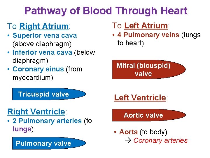 Pathway of Blood Through Heart To Right Atrium: • Superior vena cava (above diaphragm)