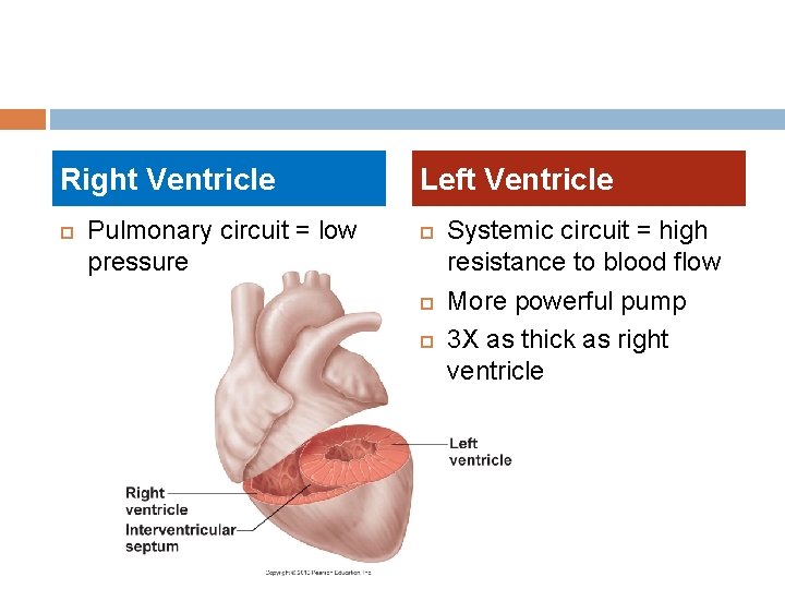 Right Ventricle Pulmonary circuit = low pressure Left Ventricle Systemic circuit = high resistance