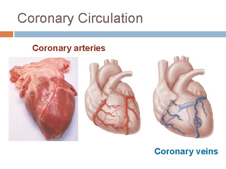 Coronary Circulation Coronary arteries Coronary veins 