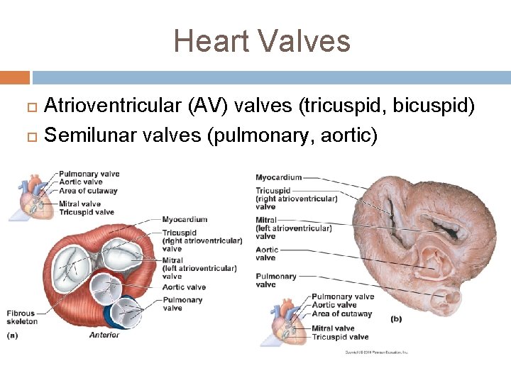 Heart Valves Atrioventricular (AV) valves (tricuspid, bicuspid) Semilunar valves (pulmonary, aortic) 