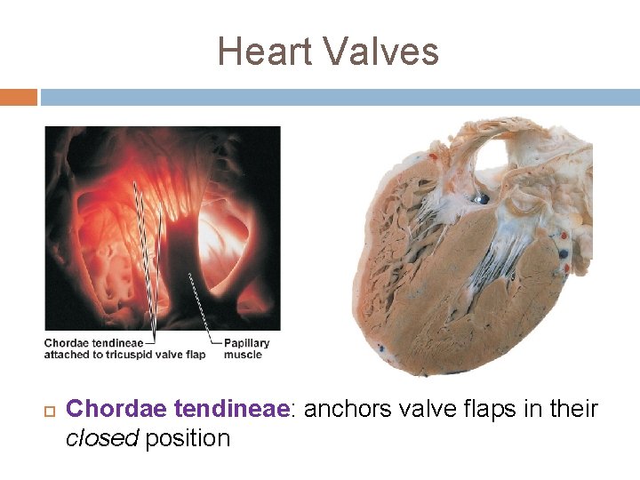 Heart Valves Chordae tendineae: anchors valve flaps in their closed position 