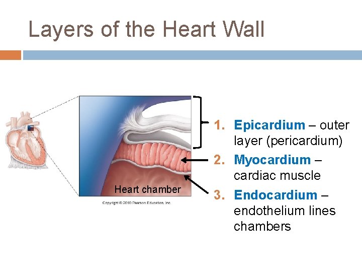 Layers of the Heart Wall Heart chamber 1. Epicardium – outer layer (pericardium) 2.