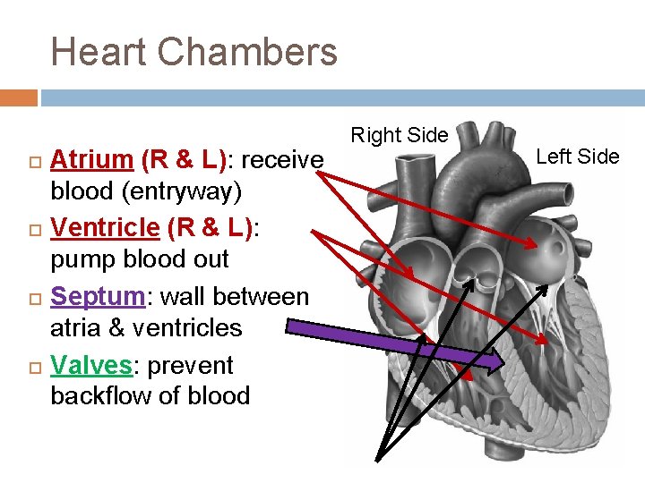 Heart Chambers Atrium (R & L): receive blood (entryway) Ventricle (R & L): pump