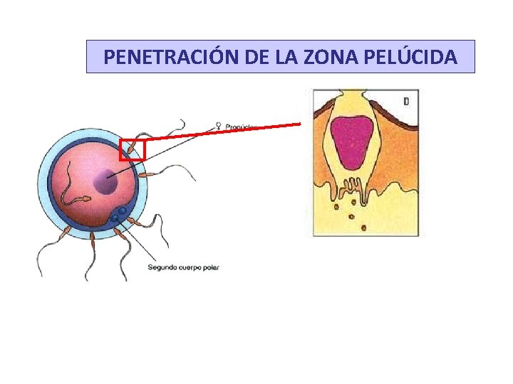 PENETRACIÓN DE LA ZONA PELÚCIDA 