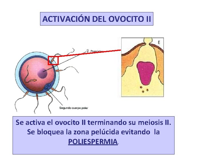 ACTIVACIÓN DEL OVOCITO II Se activa el ovocito II terminando su meiosis II. Se