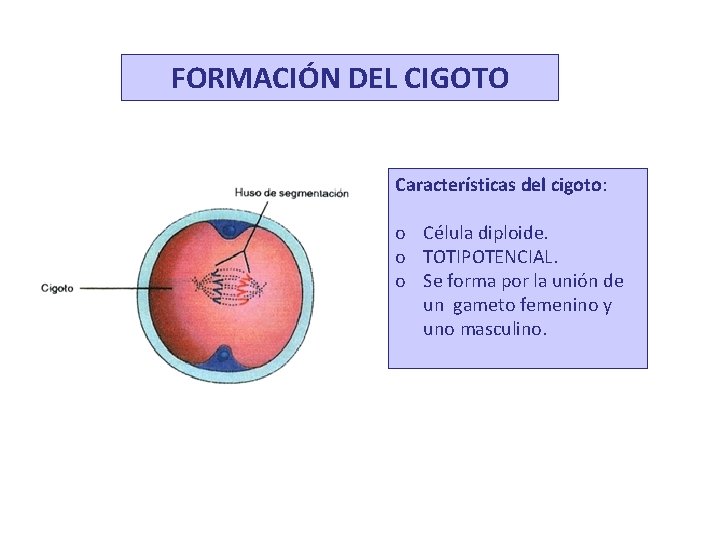 FORMACIÓN DEL CIGOTO Características del cigoto: o Célula diploide. o TOTIPOTENCIAL. o Se forma