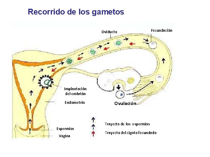 Recorrido de los gametos Oviducto Fecundación Implantación del embrión Endometrio Espermios Vagina Ovulación Trayecto