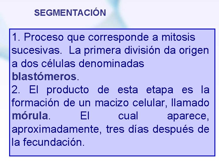 SEGMENTACIÓN 1. Proceso que corresponde a mitosis sucesivas. La primera división da origen a