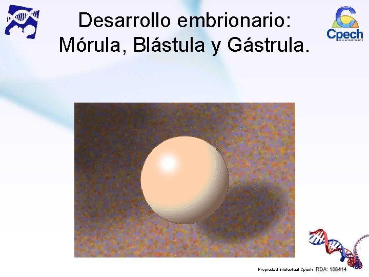 Desarrollo embrionario: Mórula, Blástula y Gástrula. Propiedad Intelectual Cpech 