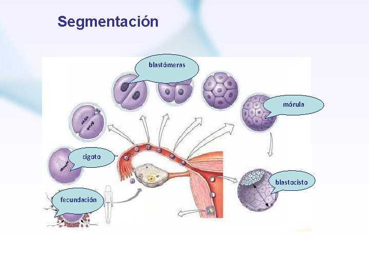 Segmentación blastómeras mórula cigoto blastocisto fecundación 