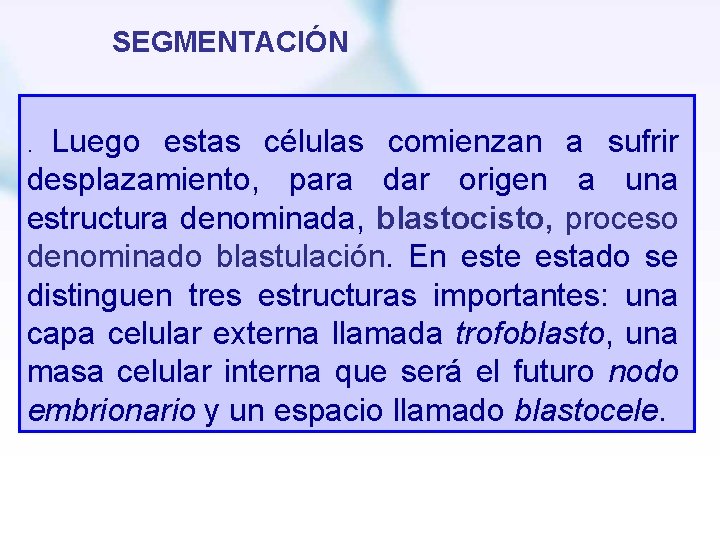 SEGMENTACIÓN Luego estas células comienzan a sufrir desplazamiento, para dar origen a una estructura