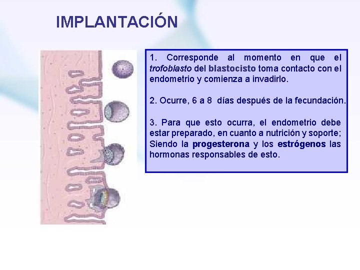 IMPLANTACIÓN 1. Corresponde al momento en que el trofoblasto del blastocisto toma contacto con
