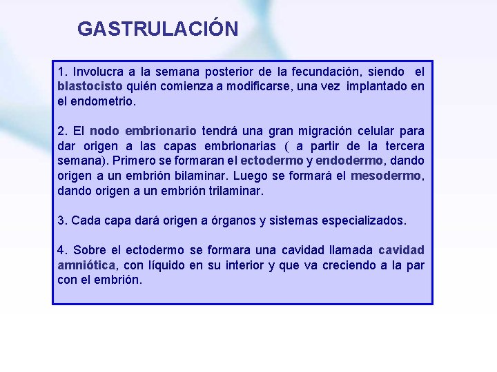 GASTRULACIÓN 1. Involucra a la semana posterior de la fecundación, siendo el blastocisto quién