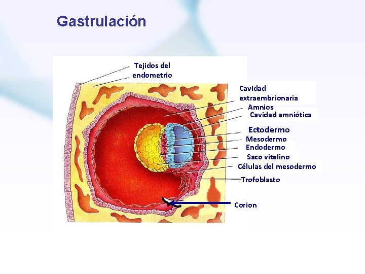 Gastrulación Tejidos del endometrio Cavidad extraembrionaria Amnios Cavidad amniótica Ectodermo Mesodermo Endodermo Saco vitelino