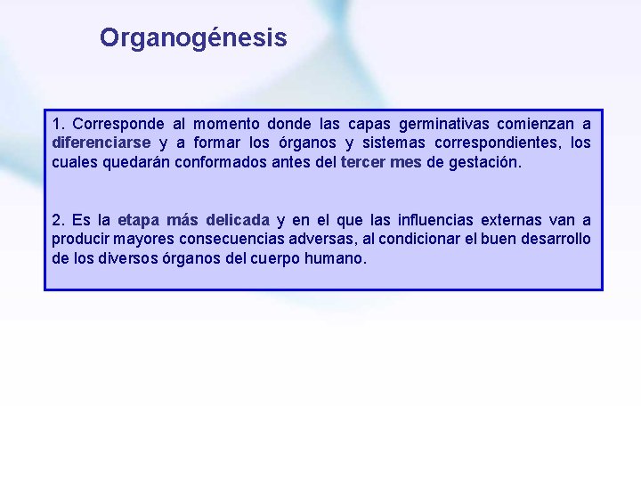 Organogénesis 1. Corresponde al momento donde las capas germinativas comienzan a diferenciarse y a