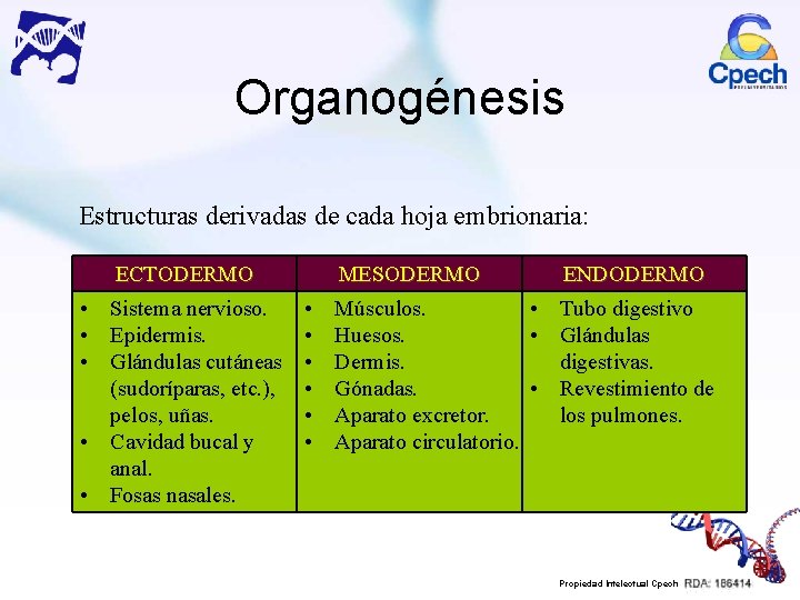 Organogénesis Estructuras derivadas de cada hoja embrionaria: ECTODERMO • Sistema nervioso. • Epidermis. •