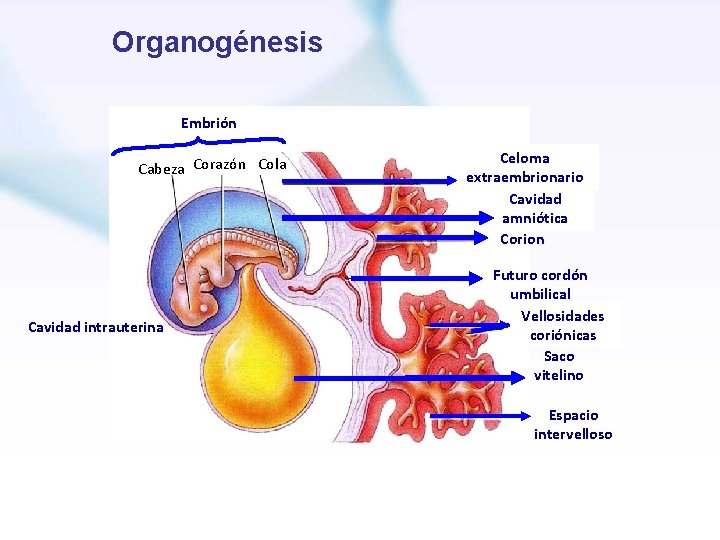 Organogénesis Embrión Cabeza Corazón Cola Cavidad intrauterina Celoma extraembrionario Cavidad amniótica Corion Futuro cordón