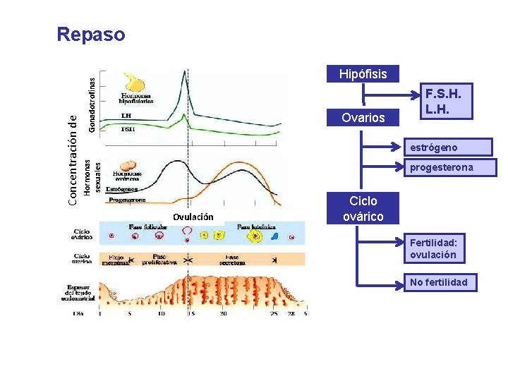 Repaso Concentración de Hormonas hormonas Gonadotrofinas Hipófisis Ovarios F. S. H. L. H. estrógeno