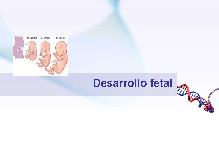Desarrollo fetal 