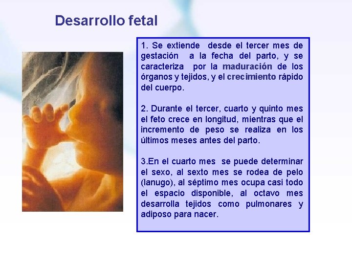 Desarrollo fetal 1. Se extiende desde el tercer mes de gestación a la fecha