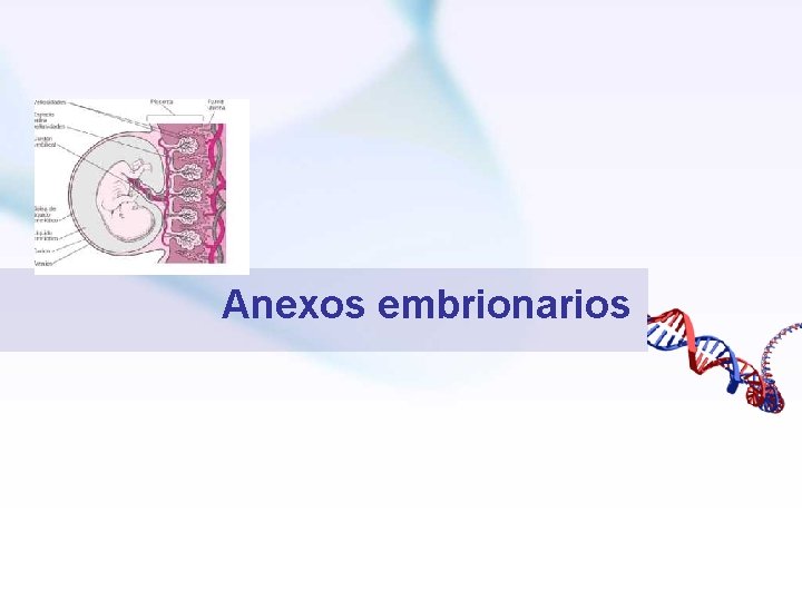 Anexos embrionarios 