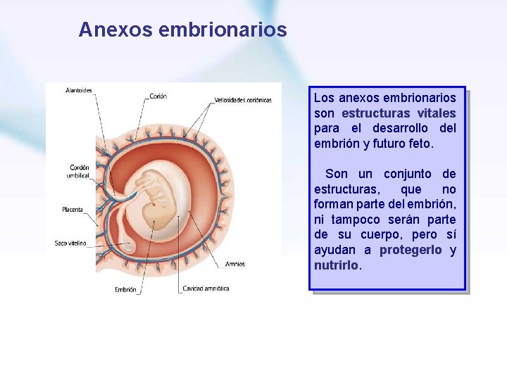 Anexos embrionarios Los anexos embrionarios son estructuras vitales para el desarrollo del embrión y
