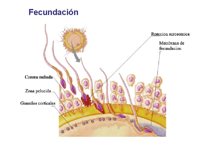 Fecundación 