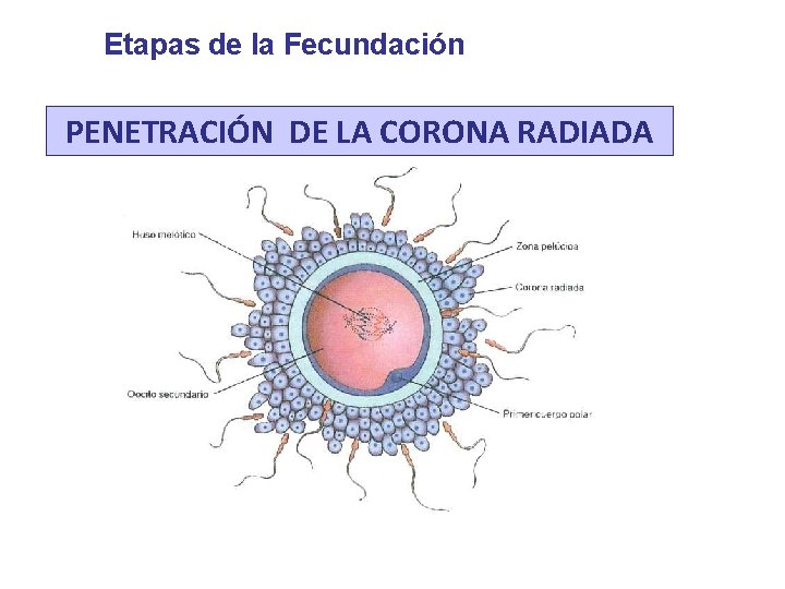 Etapas de la Fecundación PENETRACIÓN DE LA CORONA RADIADA 