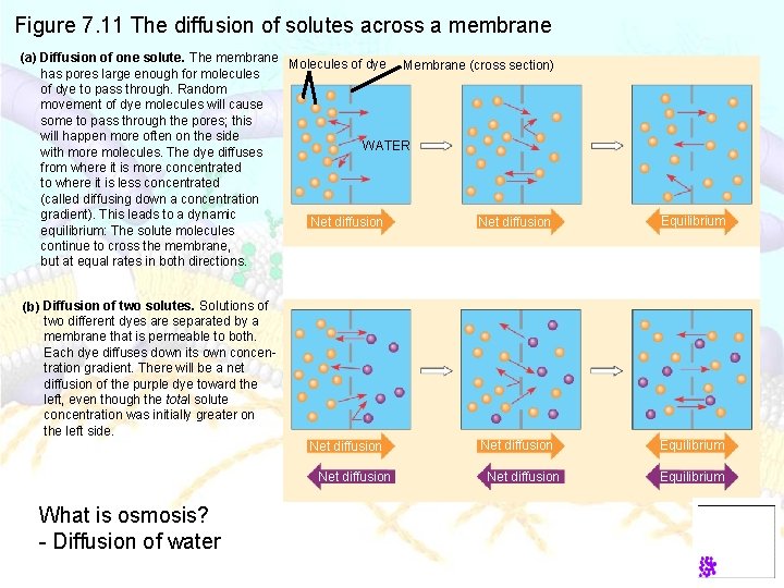 Figure 7. 11 The diffusion of solutes across a membrane (a) Diffusion of one