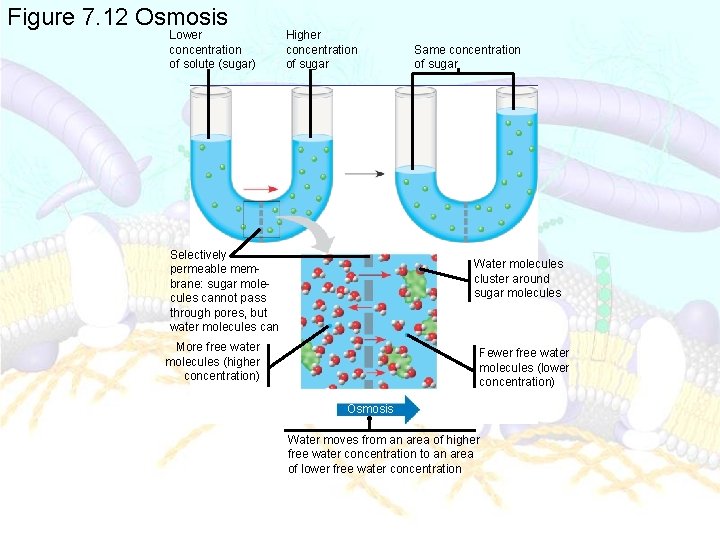 Figure 7. 12 Osmosis Lower concentration of solute (sugar) Higher concentration of sugar Same