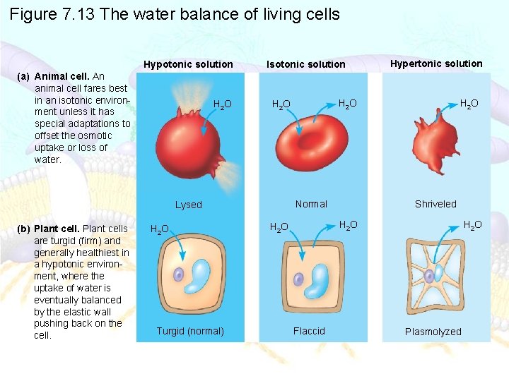 Figure 7. 13 The water balance of living cells Hypotonic solution (a) Animal cell.