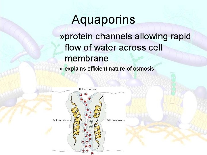 Aquaporins » protein channels allowing rapid flow of water across cell membrane » explains