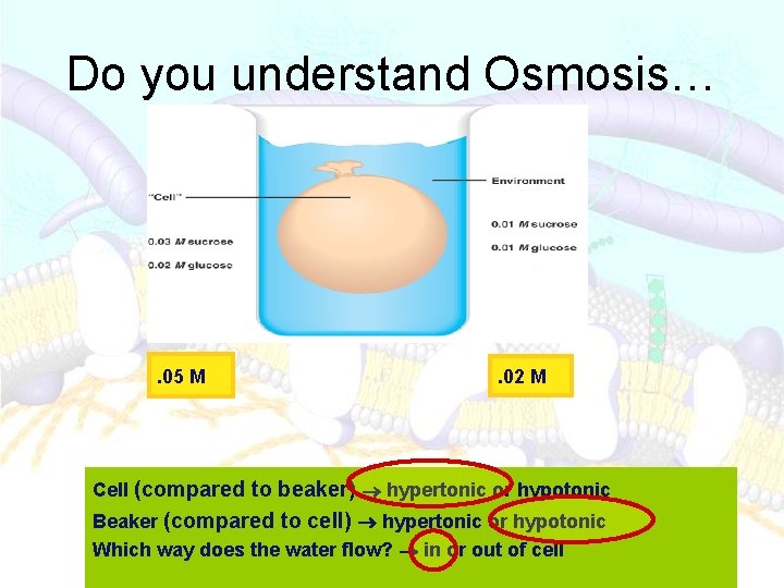 Do you understand Osmosis… . 05 M . 02 M Cell (compared to beaker)