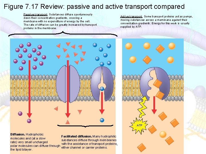 Figure 7. 17 Review: passive and active transport compared Passive transport. Substances diffuse spontaneously