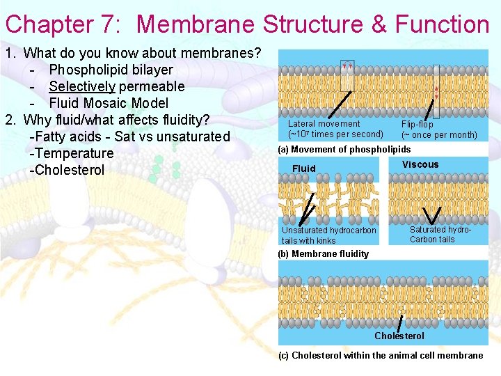 Chapter 7: Membrane Structure & Function 1. What do you know about membranes? -