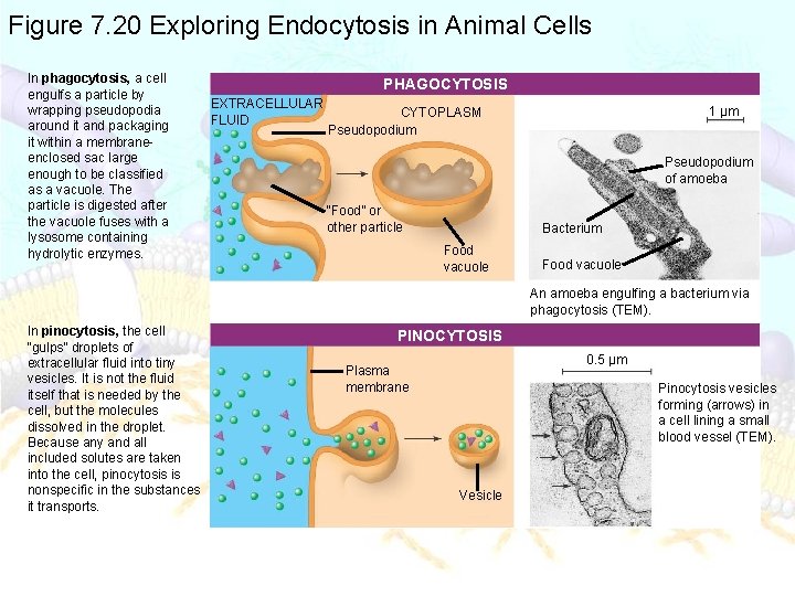 Figure 7. 20 Exploring Endocytosis in Animal Cells In phagocytosis, a cell engulfs a