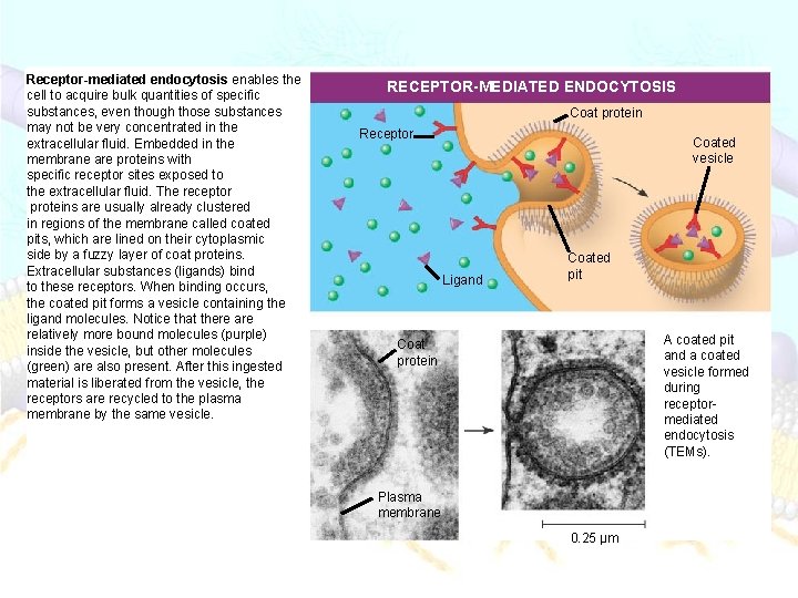 Receptor-mediated endocytosis enables the cell to acquire bulk quantities of specific substances, even though