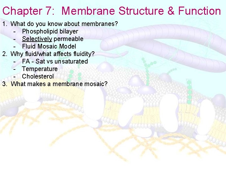 Chapter 7: Membrane Structure & Function 1. What do you know about membranes? -