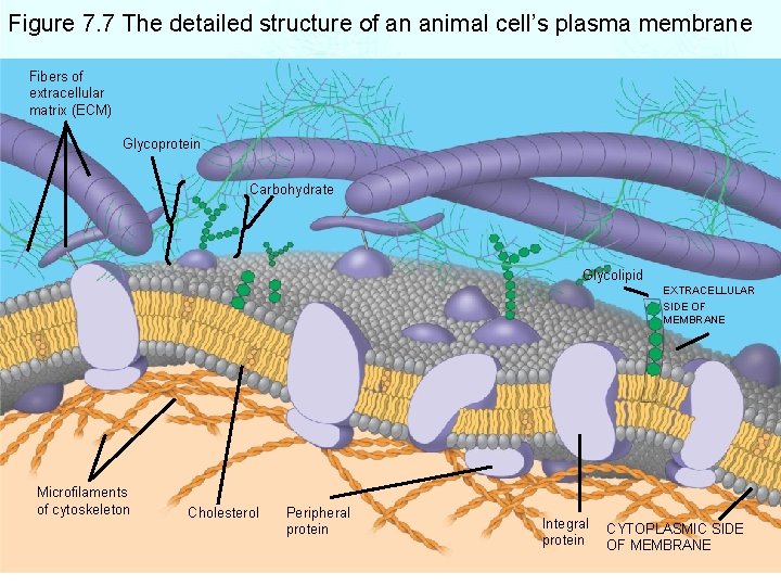 Figure 7. 7 The detailed structure of an animal cell’s plasma membrane Fibers of