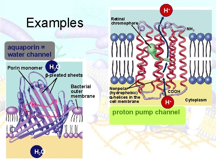 H+ Examples H+ Retinal chromophore NH 2 aquaporin = water channel H 2 O