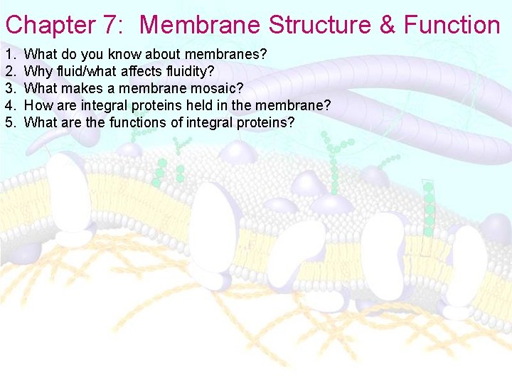 Chapter 7: Membrane Structure & Function 1. 2. 3. 4. 5. What do you