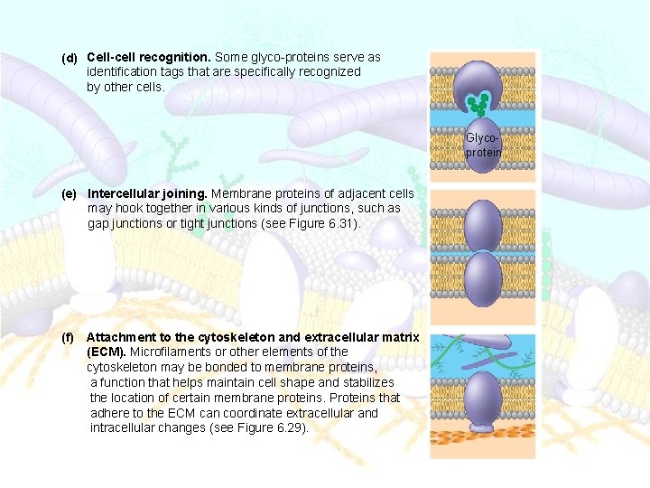 (d) Cell-cell recognition. Some glyco-proteins serve as identification tags that are specifically recognized by