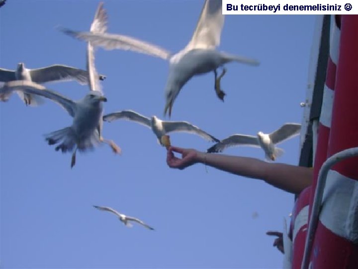 tecrübeyi denemelisiniz Artık Adadaki çay simit bahçelerinden birinde Bu Dönüşte yanınıza almayı unutmayın !