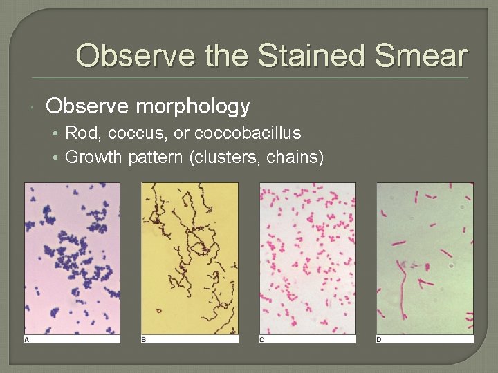 Observe the Stained Smear Observe morphology • Rod, coccus, or coccobacillus • Growth pattern
