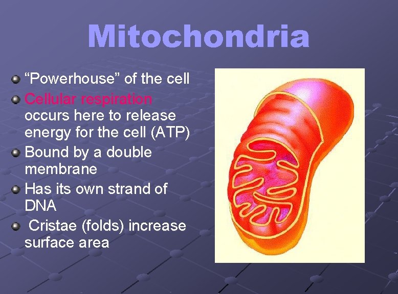 Mitochondria “Powerhouse” of the cell Cellular respiration occurs here to release energy for the