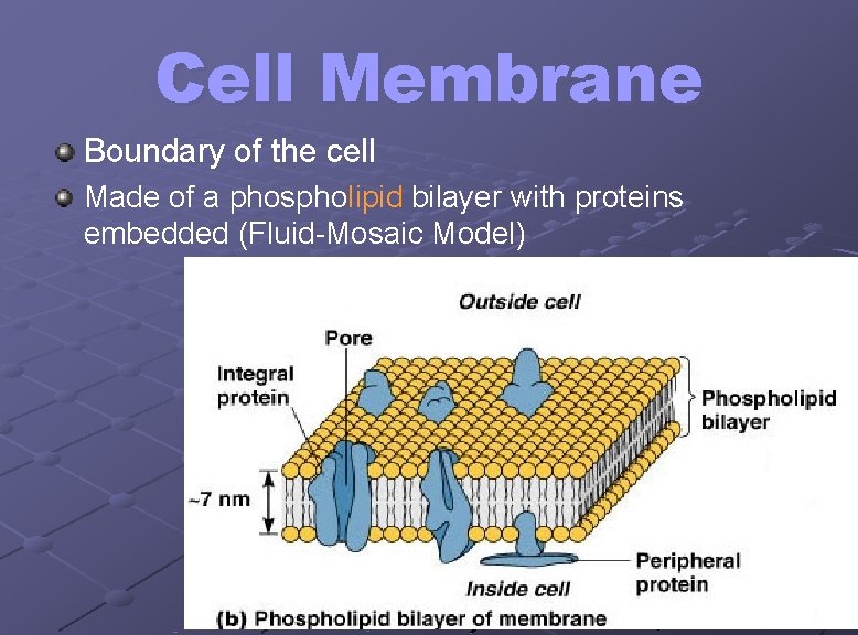 Cell Membrane Boundary of the cell Made of a phospholipid bilayer with proteins embedded